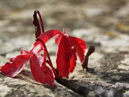 Ingrid Unangst "Herbst-"