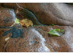 Frank Schreier  "Herbst"