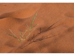Rainer Herzer "Kalahari lebt"