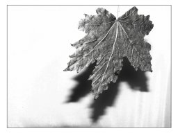 Wolfgang Teuber "Blattschatten"