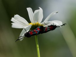 Joachim Schindler "Margarite"