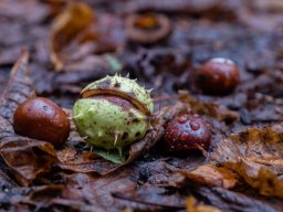 Rainer Herzer "Herbst"