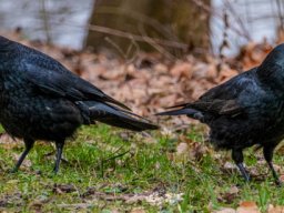 Roland Lybor "Beziehungskrise"