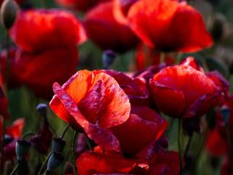 Christel Trica "Rot"