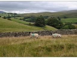 11_YorkshireDales-LongMoor-Kopie