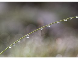 04-Hanemann-Rainer_Tropfenreigen
