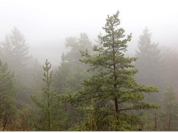 baum_005
