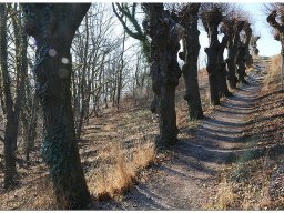 baum_010