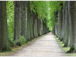 baum_011