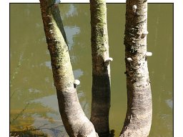 baum_012
