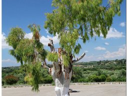 baum_013
