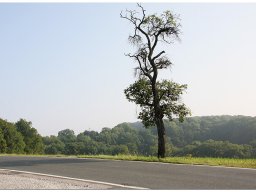 baum_014