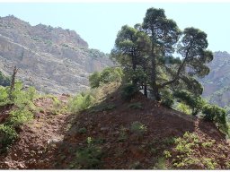 baum_017