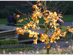 baum_024
