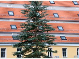 baum_025