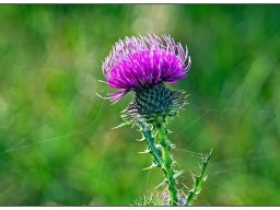 02_Distel-am-Morgen