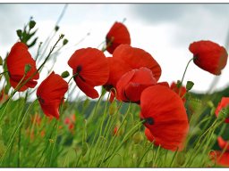 04_Klatschmohn