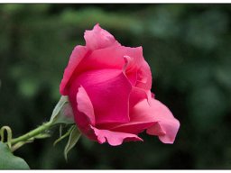 07_Rose